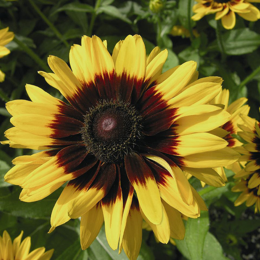 Rudbeckia Denver Daisy Black-eyed Susan