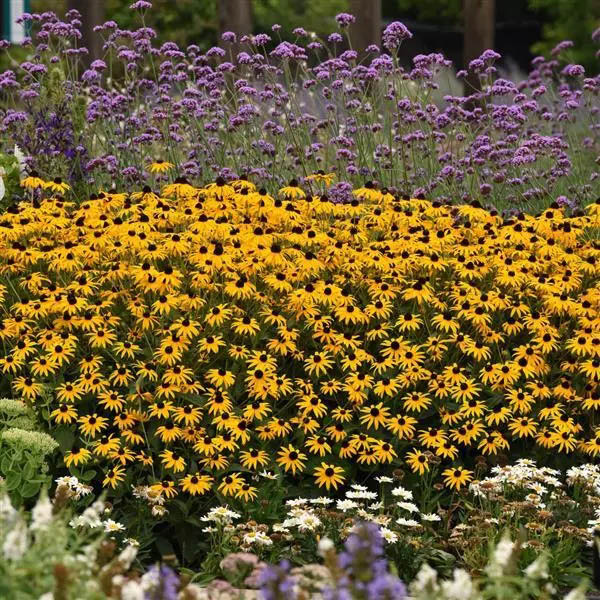 Rudbeckia Goldblitz