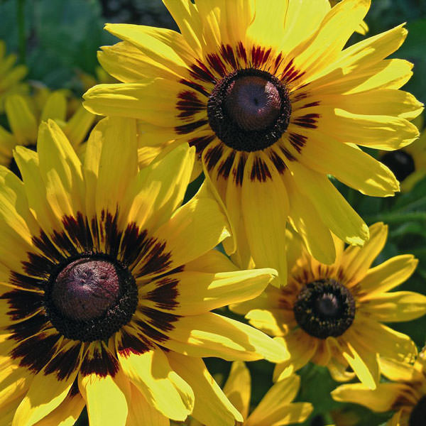 Denver Daisy Black-eyed Susan Denver Daisy Black-eyed Susan