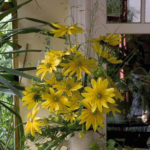 Prairie Sun rudbeckia