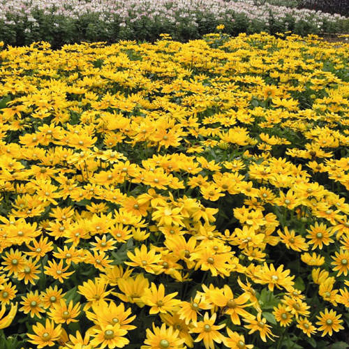 Rudbeckia Prairie Sun Prairie Sun Black-eyed Susan