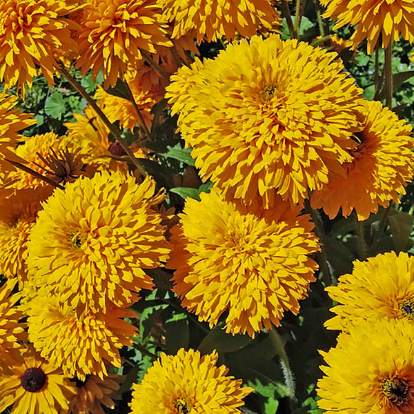 Rudbeckia Moppets