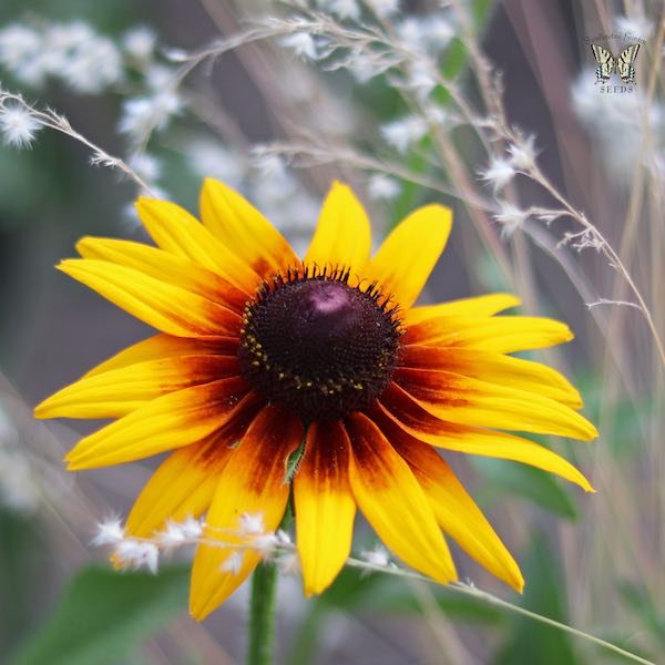 Orange Fudge rudbeckia Rudbeckia Orange fudge Black-eyed Susan