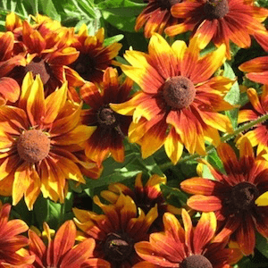 Rudbeckia Orange fudge Black-eyed Susan