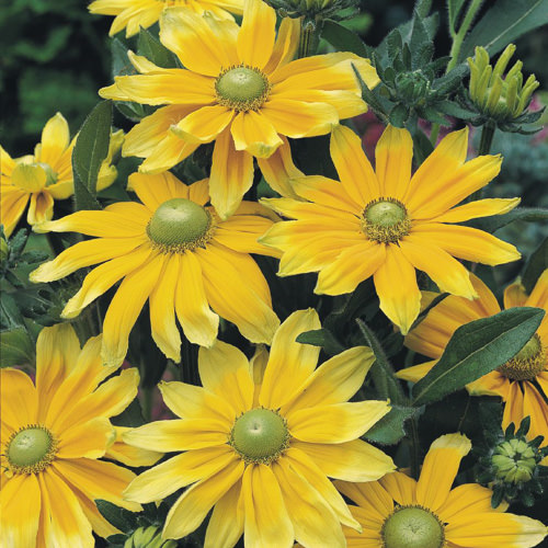 Rudbeckia Prairie Sun Black-eyed Susan flowers