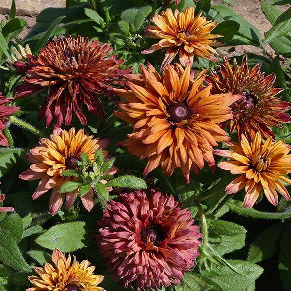 Rudbeckia Sahara Black-eyed Susan