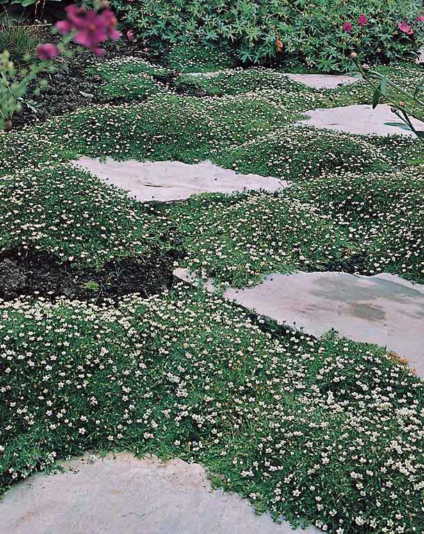 Irish moss Irish Moss - Sagina subulata