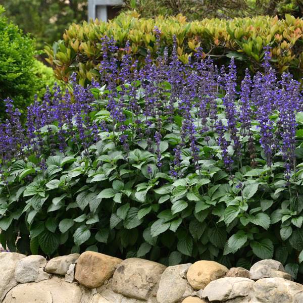 Salvia Big Blue