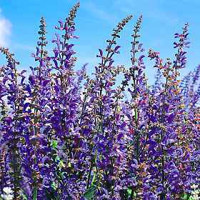 Salvia Blue Cloud - Salvia transsylvanica