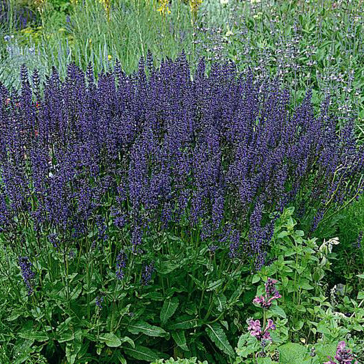 Blue Queen salvia