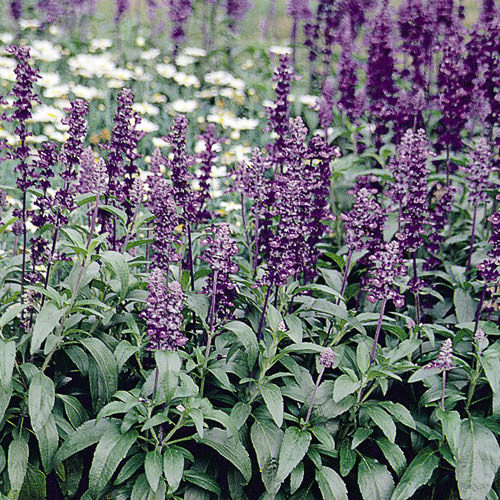 Evolution mealy-cup sage Evolution Mealy-Cup sage