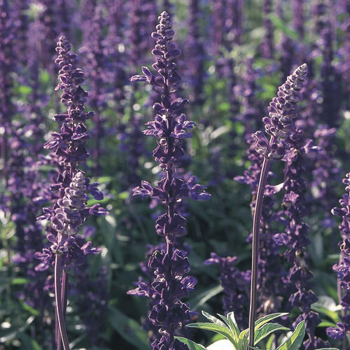 Evolution mealy-cup sage Salvia Evolution