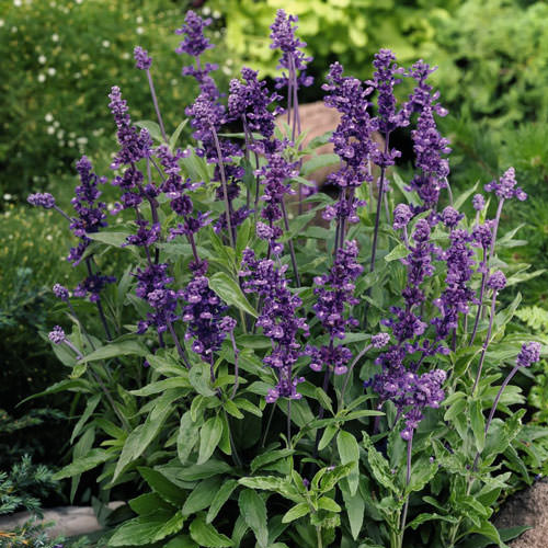 Evolution mealy-cup sage Salvia Evolution Mealy-Cup sage