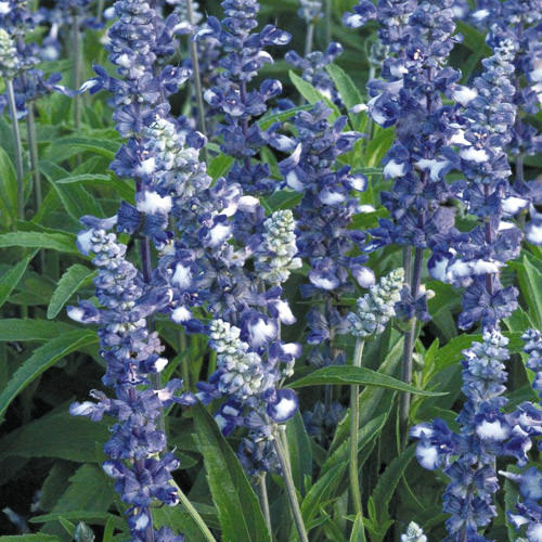 Fairy Queen mealy-cup sage