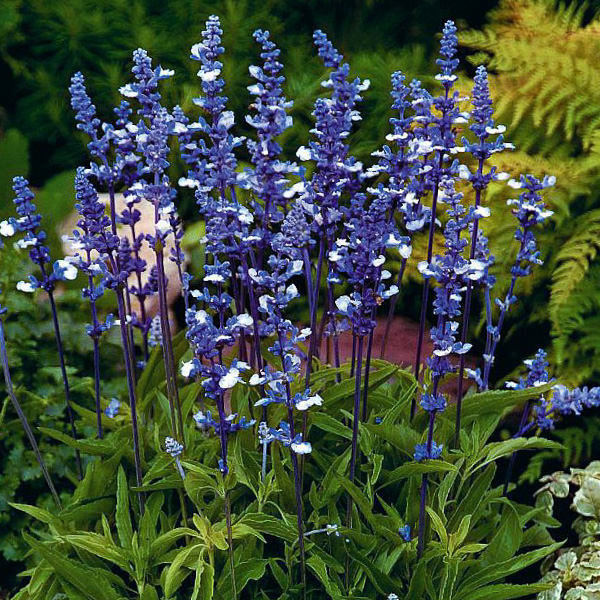 Fairy Queen mealy-cup sage Salvia Fairy Queen