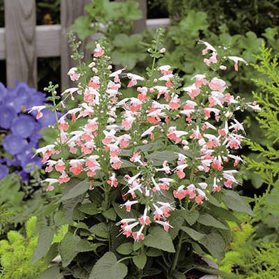 Hummingbird Coral Nymph salvia Salvia Hummingbird Coral Nymph