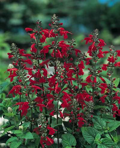 Hummingbird Forest Fire salvia Salvia Hummingbird Forest Fire