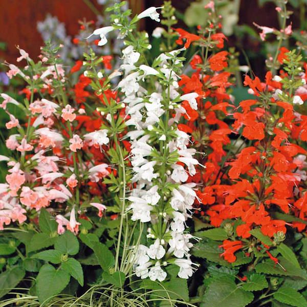 Hummingbird Mix salvia Salvia Hummingbird Mix