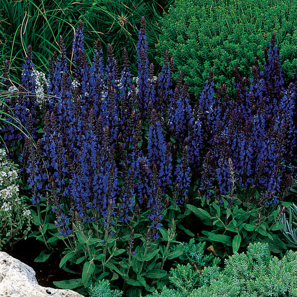 Salvia nemorosa Merleau Blue