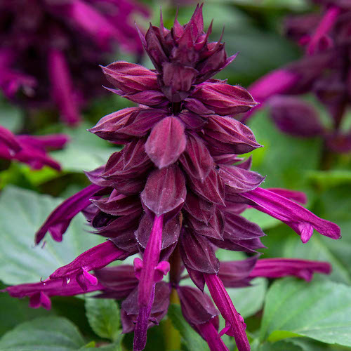 Salvia Mojave Purple