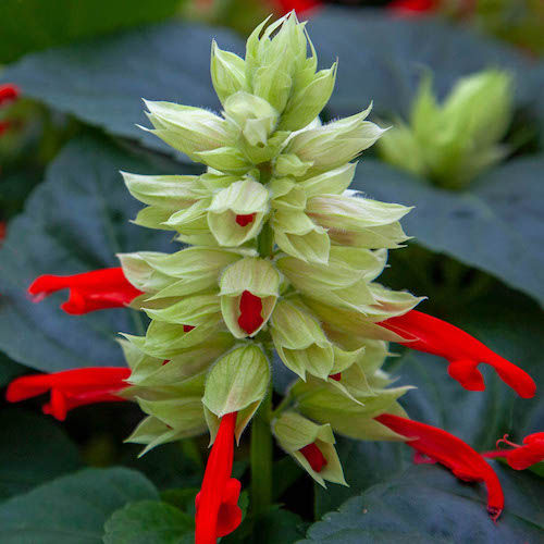 Salvia Mojave Red And White Bicolor