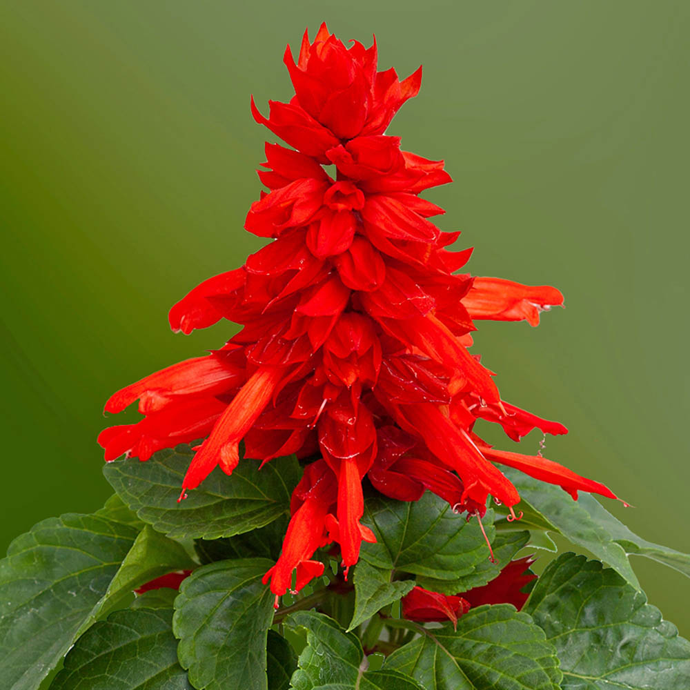 Salvia Mojave Red Improved