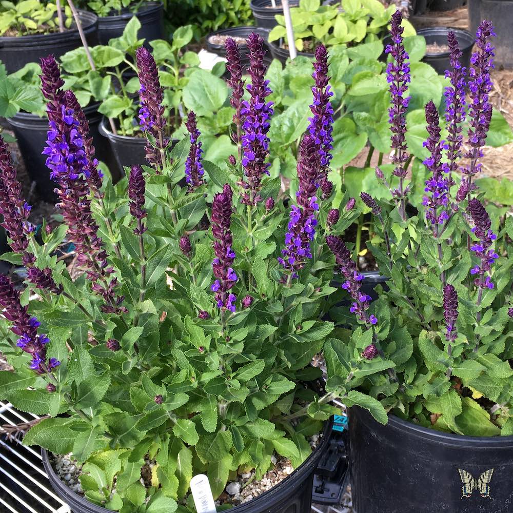 Salvia New Dimension Blue plants