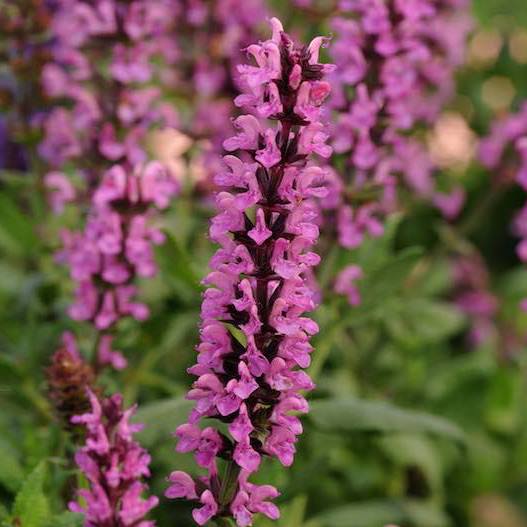 Salvia New Dimension Rose - Salvia nemorosa