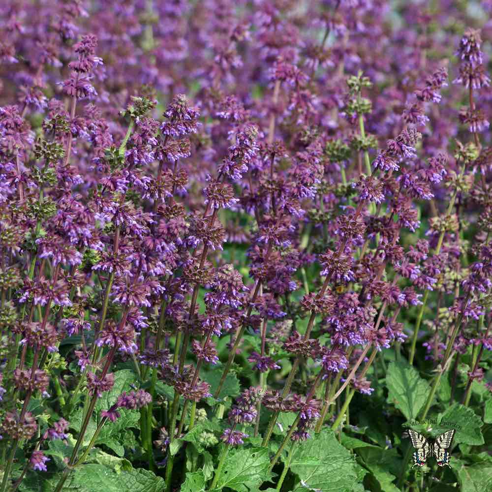 Salvia verticillata Purple Fairy Tale