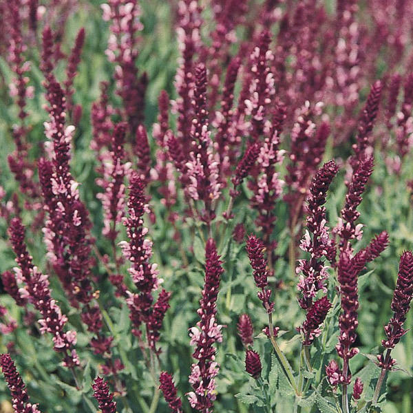 Rose Queen salvia