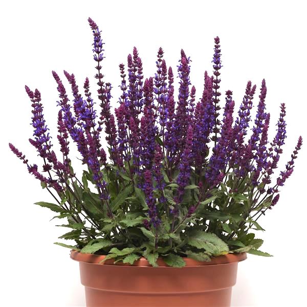 Salvatore Blue salvia plant