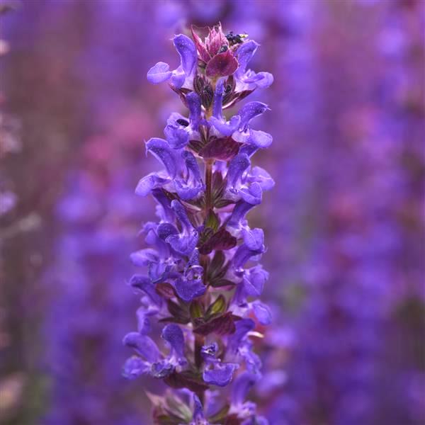 Salvia Salvatore Blue - Salvia nemorosa