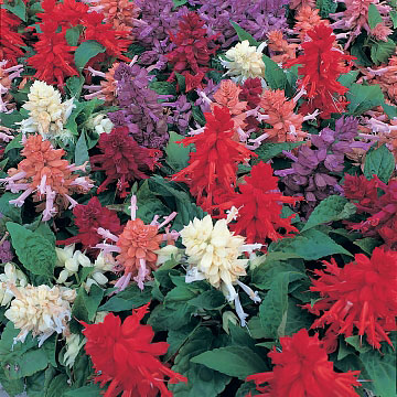 Sizzler Mix salvia Salvia Sizzler Mix flowers