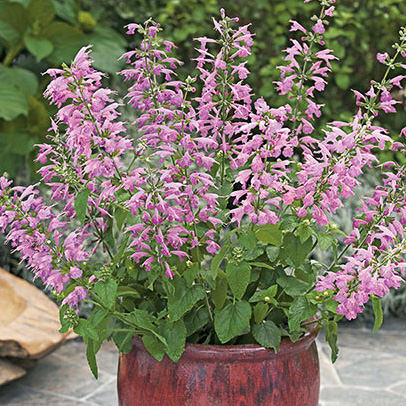 Summer Jewel Lavender salvia Summer Jewel Lavender scarlet sage
