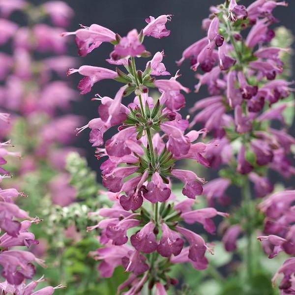 Summer Jewel Lavender salvia Salvia Summer Jewel Lavender