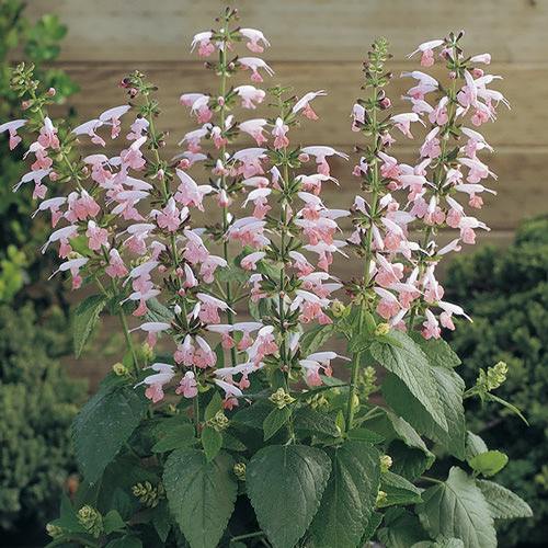 Summer Jewel Pink salvia Salvia Summer Jewel Pink