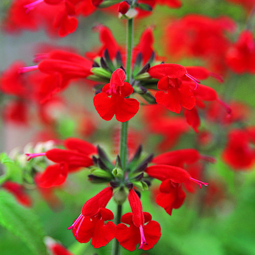 Summer Jewel Red salvia Salvia Summer Jewel Red