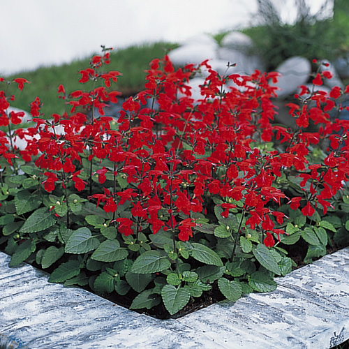 Summer Jewel Red salvia Salvia Summer Jewel Red