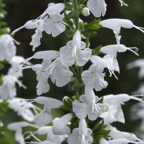 Summer Jewel White salvia Salvia Summer Jewel White