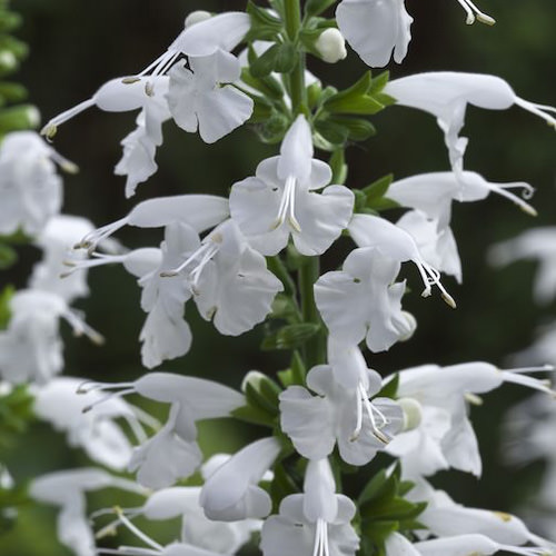 Salvia Summer Jewel White