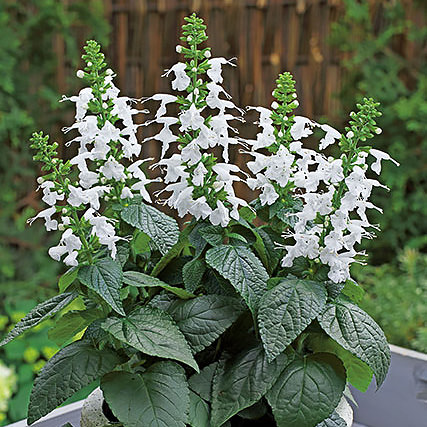 Summer Jewel White salvia Salvia Summer Jewel White