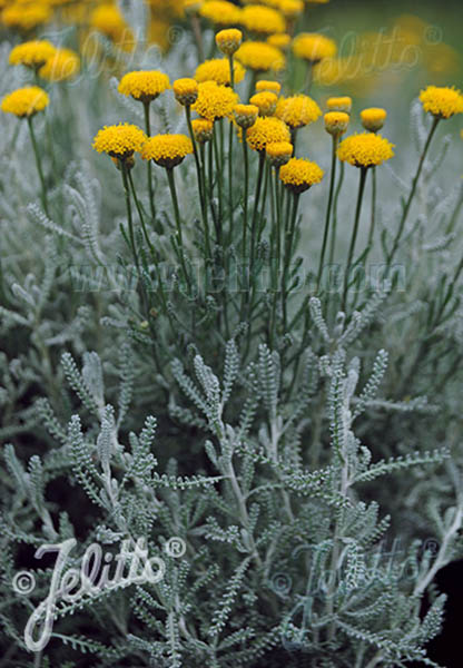 Santolina Cotton Lavender Santolina Cotton Lavender