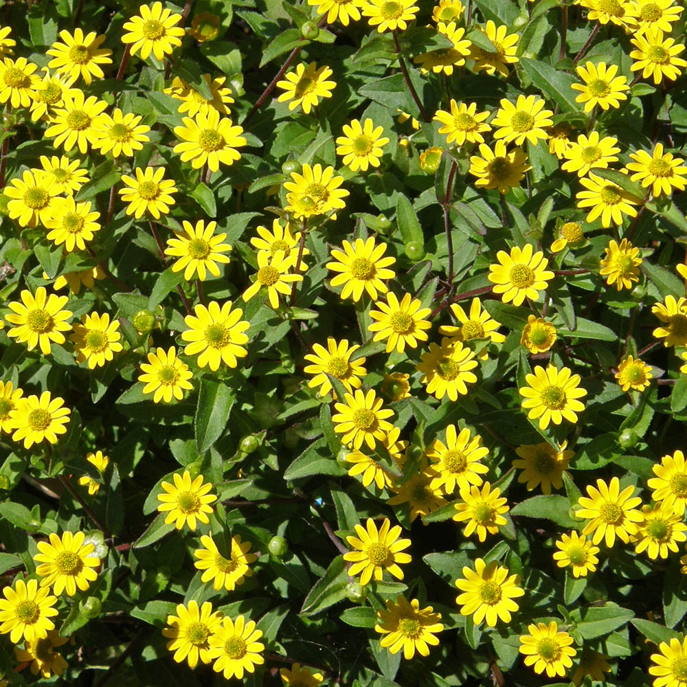 Sanvitalia Million Suns