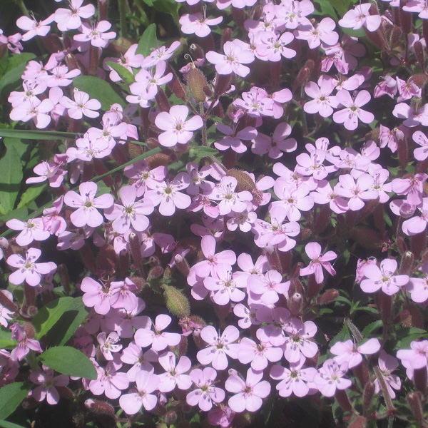 Soapwort saponaria Saponaria ocymoides