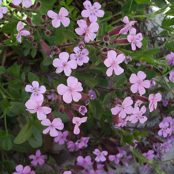 Soapwort saponaria Saponaria ocymoides