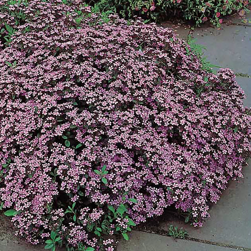 Soapwort - Saponaria ocymoides