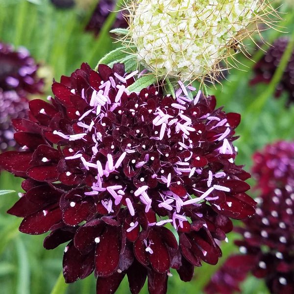 Black Knight scabiosa seeds