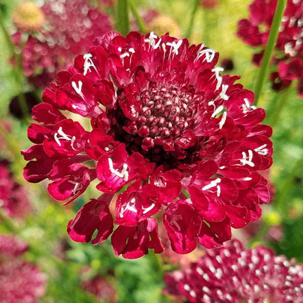 Scabiosa Cherry Red