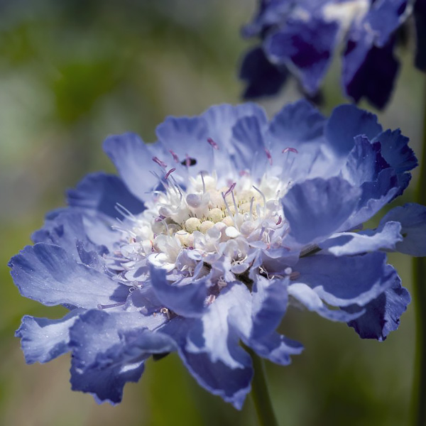 Fama Dark blue scabiosa Scabiosa Fama Dark blue - Scabiosa caucasica