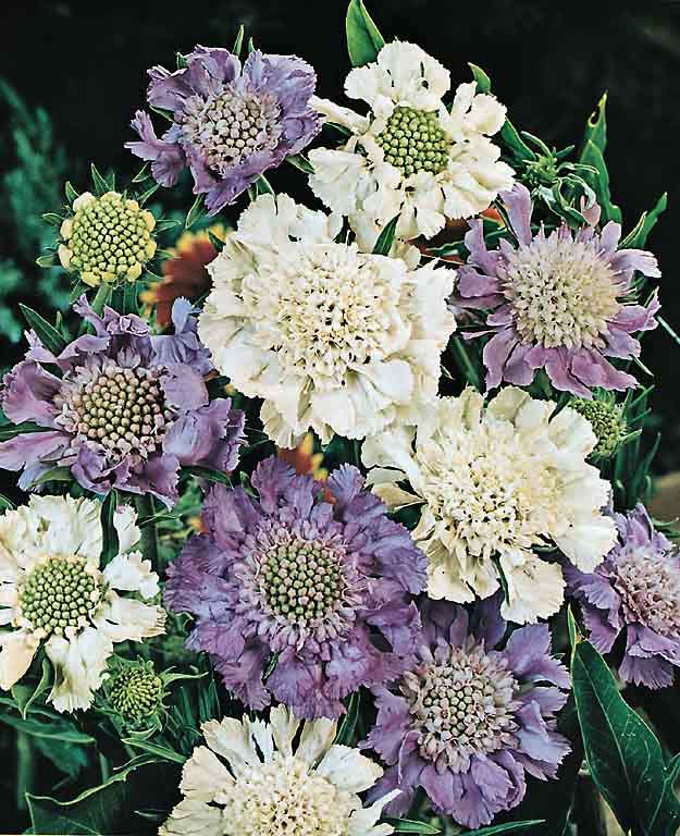 House's Hybrids scabiosa Scabiosa House's Hybrids - Scabiosa caucasica